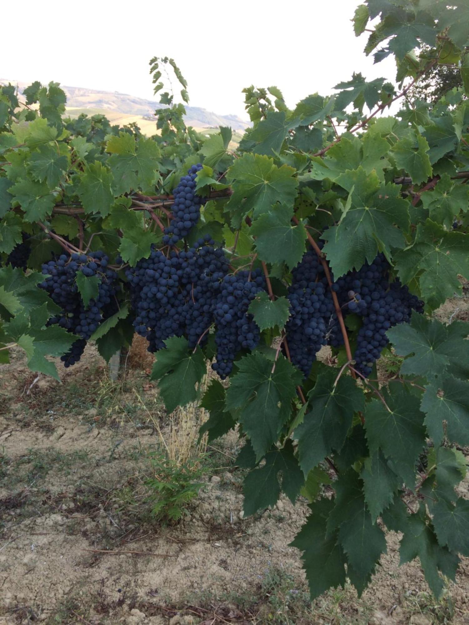 Agriturismo Cerquatonda Montalto delle Marche Esterno foto