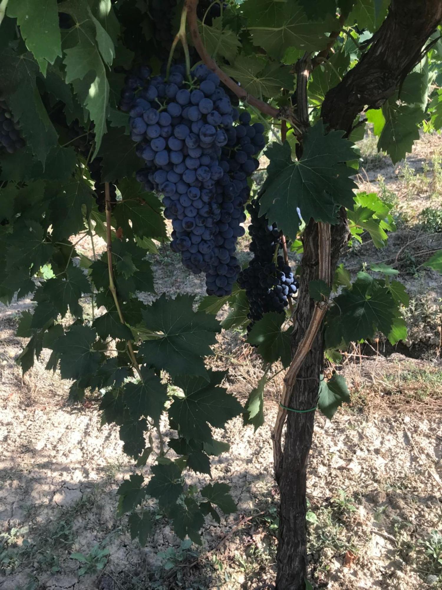 Agriturismo Cerquatonda Montalto delle Marche Esterno foto