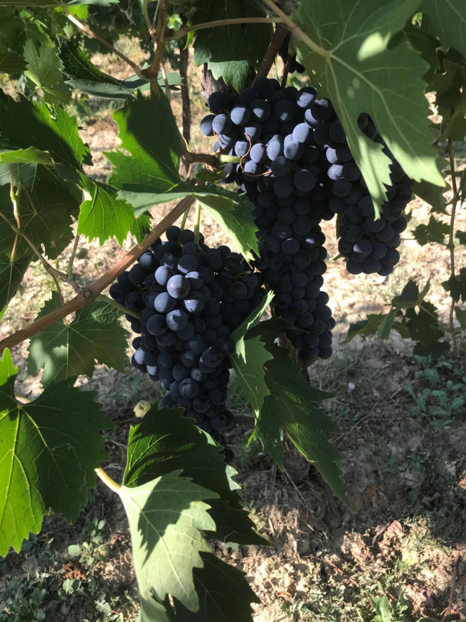 Agriturismo Cerquatonda Montalto delle Marche Esterno foto