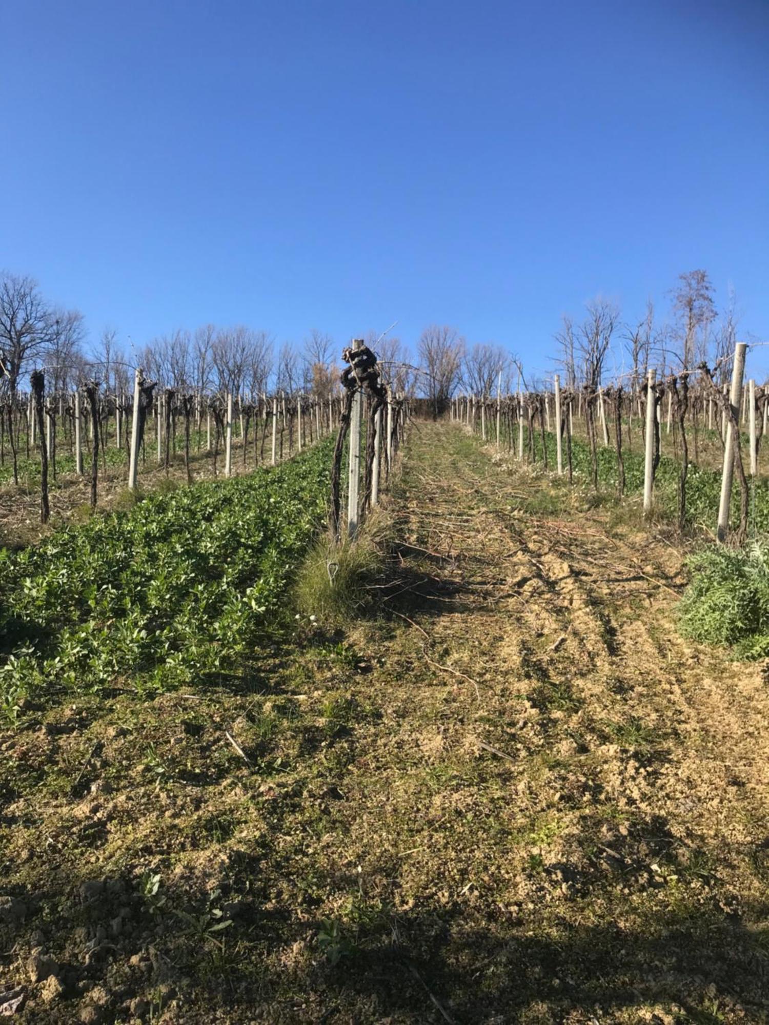 Agriturismo Cerquatonda Montalto delle Marche Esterno foto
