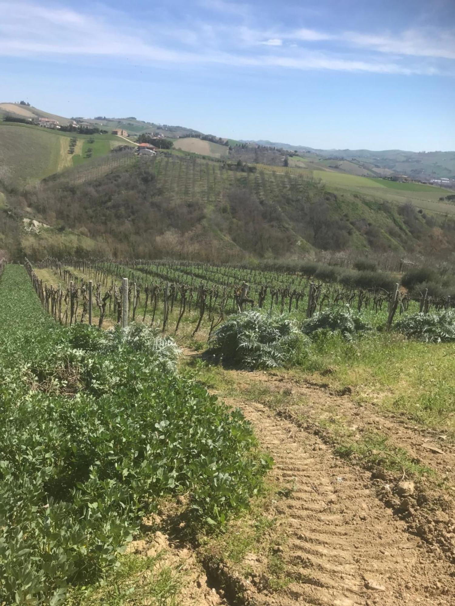 Agriturismo Cerquatonda Montalto delle Marche Esterno foto